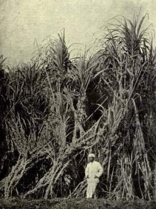 Actual Height of Sugarcane in Tamilnadu-கரும்பின் சராசரி உயரம்-Stumbit Agriculture